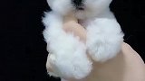 小可爱！萌死了！
