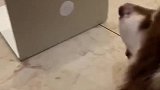 近视狗石锤了……