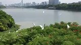生态环境不断改善，绿化植物增多