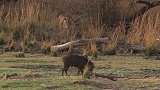 动物世界：豹和野猪，野猪能否豹口逃生