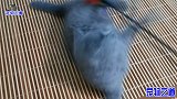 小奶猫天天往大猫房间跑，引发胖公猫夫妻的不满，眼神太霸道