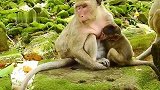 独眼猴溺爱孩子，猴妈看不惯出手了