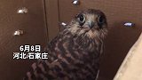 萌翻了 市民捡到在路边捡到红隼，带去找警察蜀黍。可爱