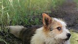 主人寻爱犬掉坑和它相遇