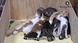 14只猫咪一起抢奶喝，猫妈妈露出生无可恋的表情，母爱真伟大
