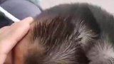 男孩头上长好几个旋，网友见状议论纷纷