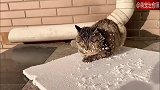 主人把泡沫板拿给猫咪取暖，它却瞬间化身造雪机，最后静电我笑了
