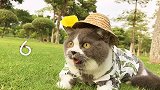 这个有猫咪的夏天你喜欢吗？
