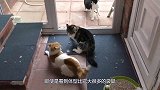 小主人踢了猫咪一脚，猫咪气不过将狗狗打了一顿，镜头拍下全过程