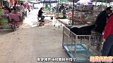 市场里最能忽悠的狗贩子，哈士奇的两只眼要卖，他是真坑
