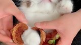 今天这个山竹有点…布偶猫 吸猫
