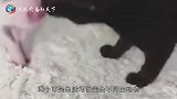一头猪和猫一起长大，行为越来越像猫，已经回不去当猪的生活了