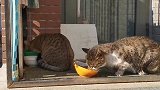 给有口炎的大猫弄吃的，得注意一些，它不能吃太硬的食物