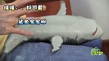 这样的鲨鱼宝宝你见过吗？