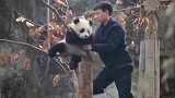 大熊猫：你放开我，我才不要你帮忙！