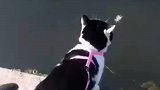 猫：预备，起跳。主人：回来吧你