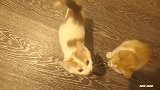 小公寓里同时养五只小猫 这一天到晚太热闹了吧