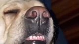 狗子每晚都会跑主人床上睡，被主人打醒后表情亮了