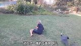 镜头下人与动物的搞笑糗事，真让人头大，糗死了