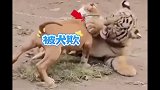 虎落平阳被犬欺