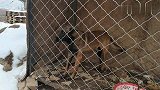凶恶的马犬，让人胆颤，多亏是在笼子里