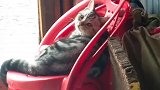 猫：咦，今天怎么没有小伙伴找我玩啊！