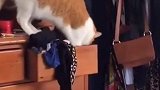 为了找小鱼干这猫都快把衣柜翻过来了