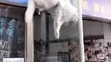 原来小猫咪也喜欢看热闹，这看热闹的方式真奇葩，佩服！