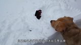 看到被大雪困住的鸡之后，狗狗扒雪奋力相救，镜头拍下全过程