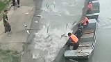 大哥们的一番操作，鱼给都从水里蹦到了岸上，跑都跑不了