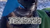 这是不是就是传说中的冻成狗了