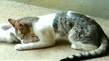 好霸道的狗狗，想欺负猫咪母女俩