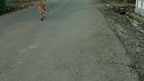 小牛妈妈回来了，我要去接我妈妈！