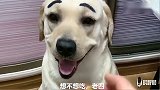 主人问老四：赛文和泰迪掉水里，你救谁？老四选择泰迪，赛文怒了