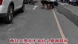两只大型犬不知什么原因同时撕咬一只小狗，小狗只能主人嗷嗷大哭