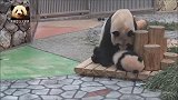 胖乎乎的熊猫妈妈和宝贝小打小闹的场景好温馨，好有爱