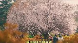 西安提前20天入春！