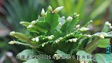 深秋养蟹爪兰，把小叶子全掐掉，半月就开花