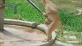 这年头，猴子都成精了！还知道怎么让水流下来