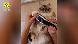 呆萌乖猫咪被剃毛，舒服成斗鸡眼