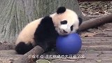 大熊猫：我挨你一下怎么了，竟然敢推我！俺可是国宝！