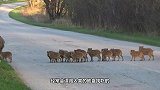野猪失足坠河，被众人合力救起，接下来野猪的行为让人感动！
