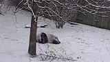 华盛顿迎来了一场大雪，大熊猫美香和添添在雪中开启打滚模式