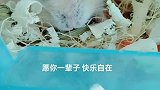 你喜欢这样的可爱吗