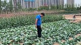 好多粉丝问耐热花菜，小农夫再讲花菜播期，耐热花菜播期很重要！