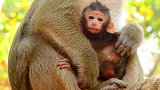 如此可爱的猴宝宝为何悲伤？猴妈妈赶紧拥抱它入怀！