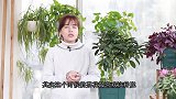 开春了，茶花最爱喝这种“黑绿水”，喂它几次，新芽蹭蹭长！