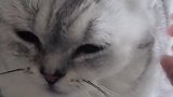 猫快把手松开，憋得我都踹不了气了！