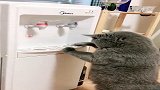 猫咪在玩净水机，听到铲屎官一声咳嗽，竟然抱头鼠窜