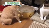 猫咪互相打架，橘猫被秒十三拳打懵，橘猫你主人是叶问吧